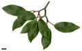 SpeciesSub: 'Winton' (V.erubescens × V.henryi)